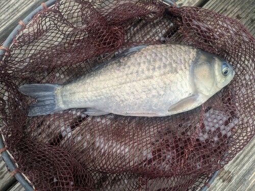 ヘラブナの釣果