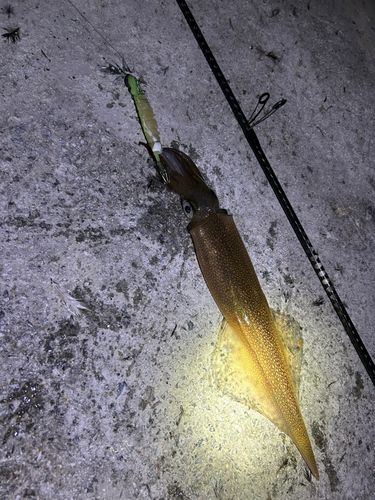 ヤリイカの釣果
