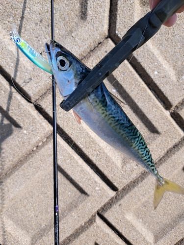 サバの釣果