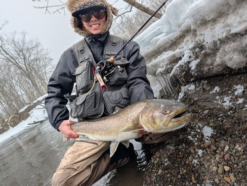 アメマスの釣果