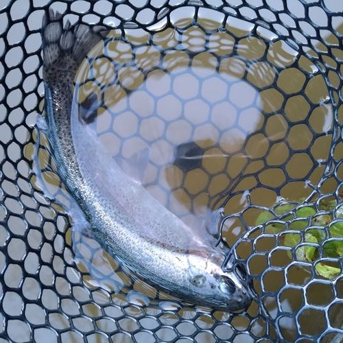 ニジマスの釣果