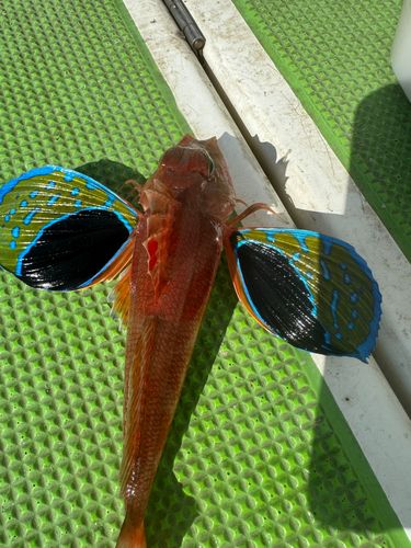 ホウボウの釣果