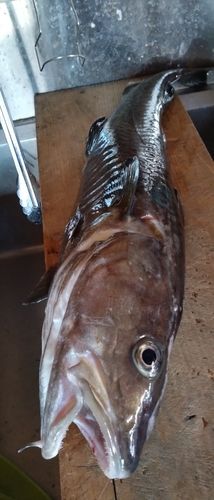 三陸海岸（岩手）