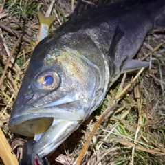 スズキの釣果
