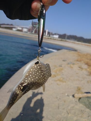 クサフグの釣果