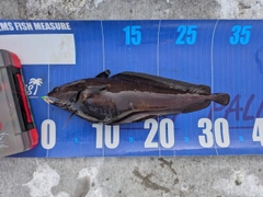 チゴダラの釣果