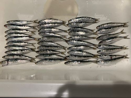 マイワシの釣果