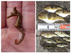 タツノオトシゴの釣果