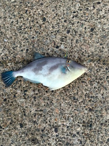 カワハギの釣果