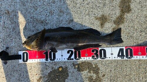 アイナメの釣果