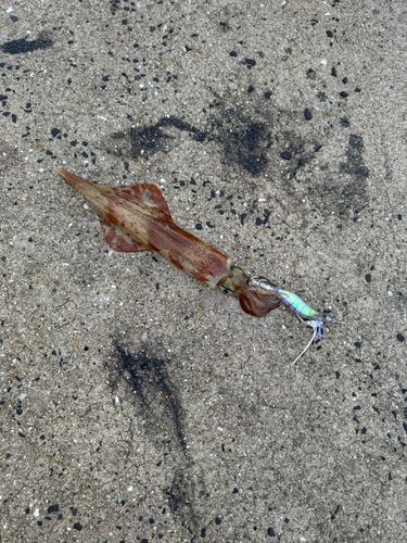 ササイカの釣果