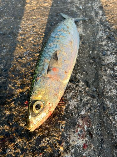 サバの釣果