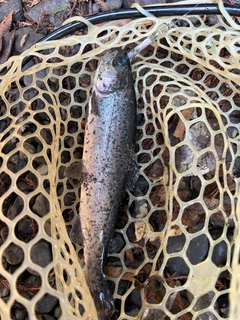 ニジマスの釣果