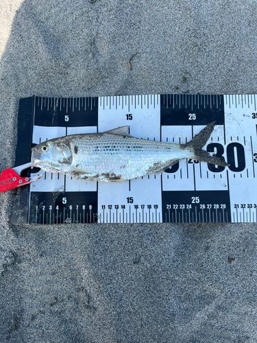 コノシロの釣果