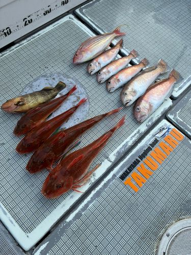 アマダイの釣果