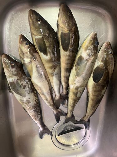 ホッケの釣果