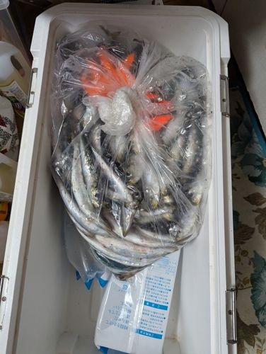 イワシの釣果