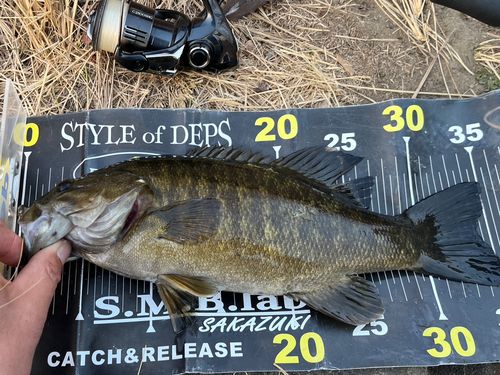 スモールマウスバスの釣果
