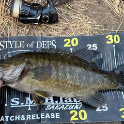 スモールマウスバス