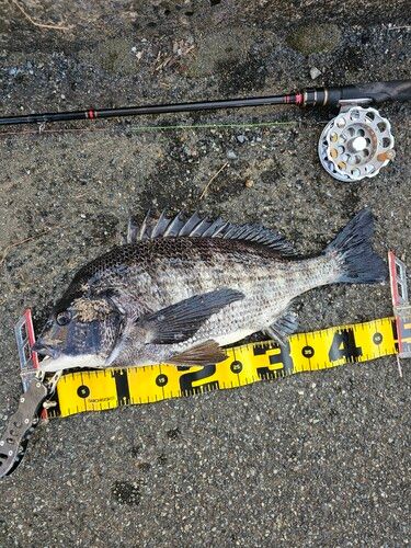 クロダイの釣果