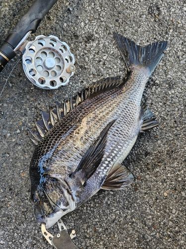 クロダイの釣果