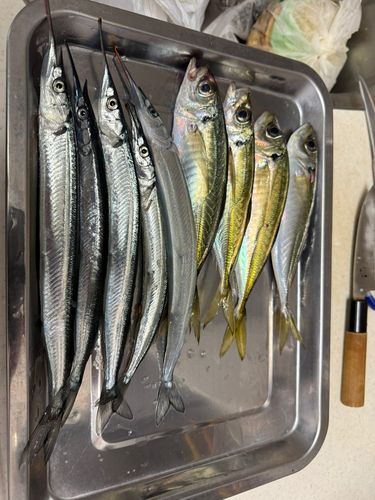 アジの釣果