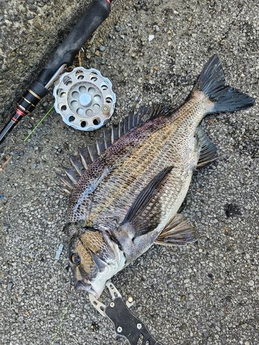 クロダイの釣果