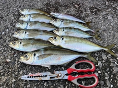 アジの釣果