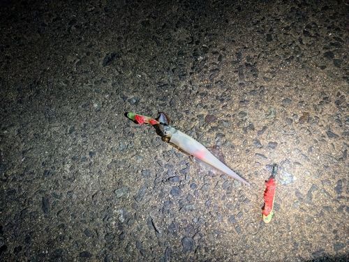 ヤリイカの釣果