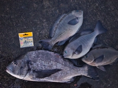 クロダイの釣果