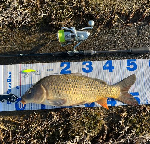 コイの釣果