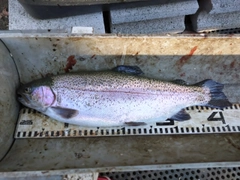 ニジマスの釣果