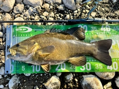 スモールマウスバスの釣果