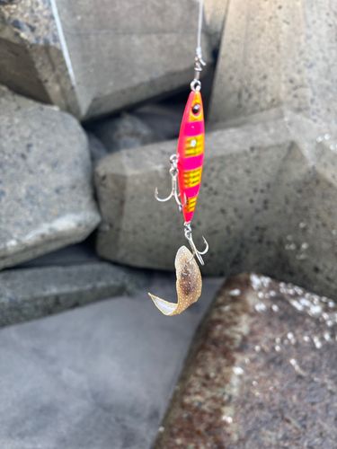 シタビラメの釣果