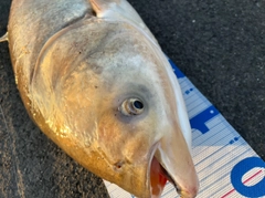 ハクレンの釣果