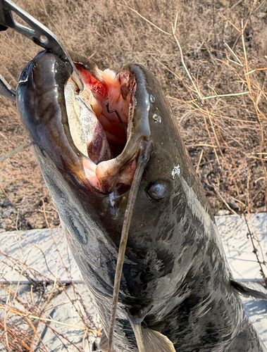 ナマズの釣果