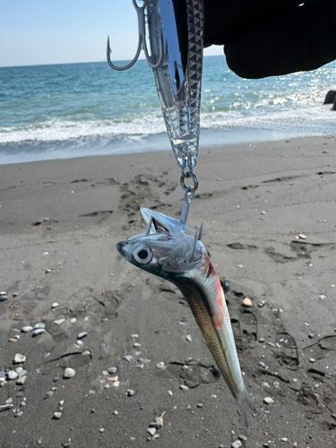 カタクチイワシの釣果