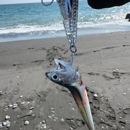 カタクチイワシ