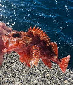 ウッカリカサゴの釣果