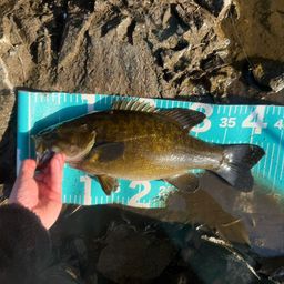 スモールマウスバス