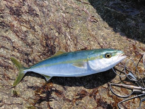 コゾクラの釣果