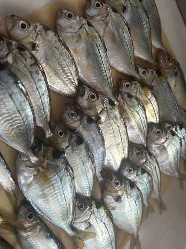 ヒイラギの釣果