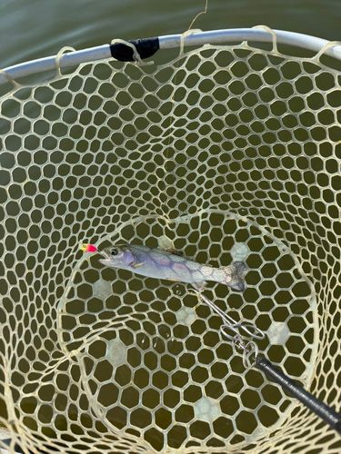 フィッシングステージ彩の国