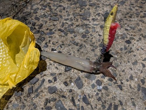 ヤリイカの釣果