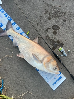 ハクレンの釣果