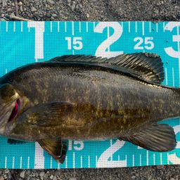 スモールマウスバス