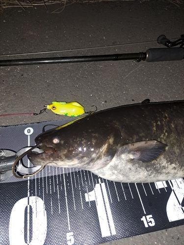 ナマズの釣果