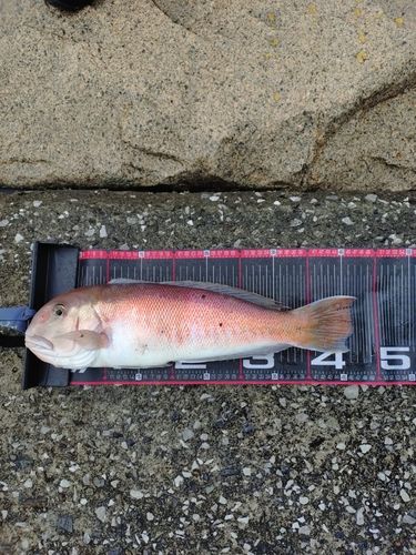 アカアマダイの釣果