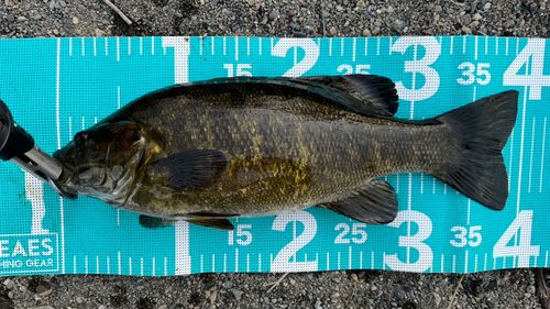 スモールマウスバスの釣果