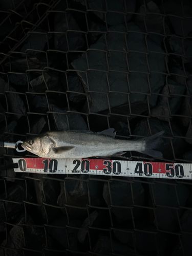 フッコ（マルスズキ）の釣果